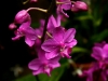 img_1648.jpg