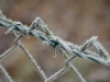 Frozen
